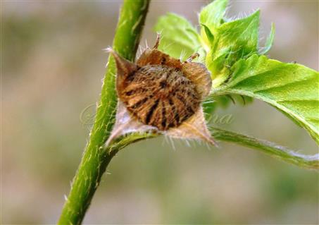  Fruit (Schizocarp)